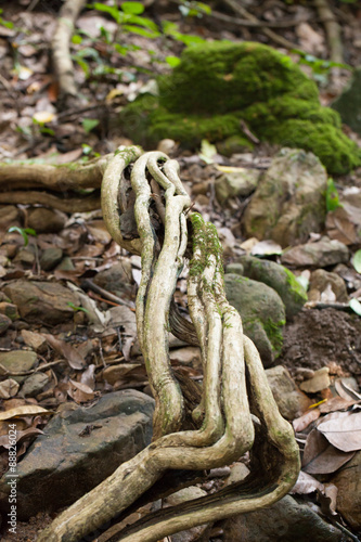 dampness plant  moss and fern green dampness area in tropical forest  Thailand