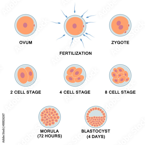 Development of the human embryo.