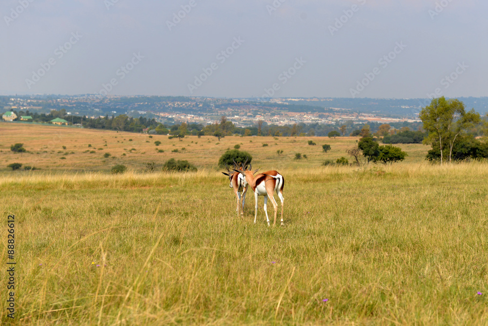  Impala (antelope), national park South Africa.
