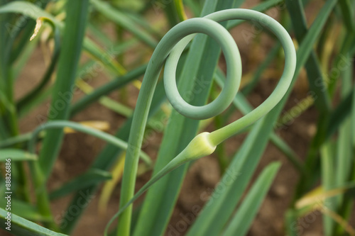 Принти на полотні Curved beautiful arrows garlic