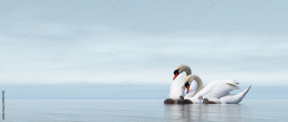 Obraz premium Swan family - 3D render