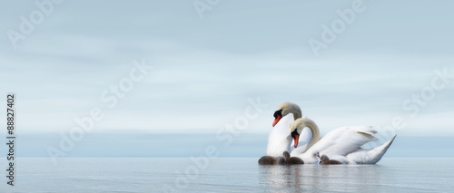 Fototapeta Naklejka Na Ścianę i Meble -  Swan family - 3D render