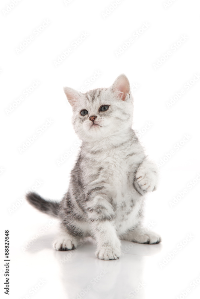 Cute American shorthair kitten playing
