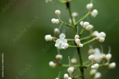wild flower, macro of tropical forest white wild flower, Thailand