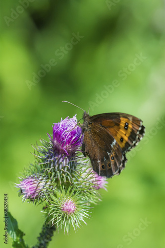 Brown butterfly on a violet flower