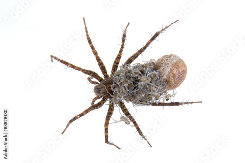 Spider with young on a white background