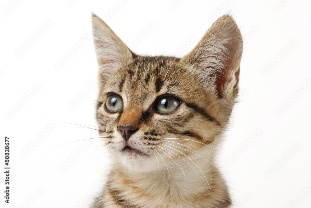 Close-up portrait of little cute tabby  kitten on a white