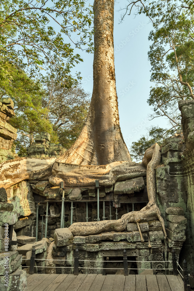tree in ruin Ta Prohm, Cambodia.