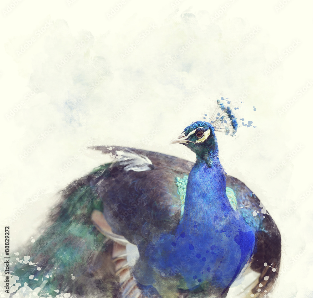 Indian Peafowl Watercolor
