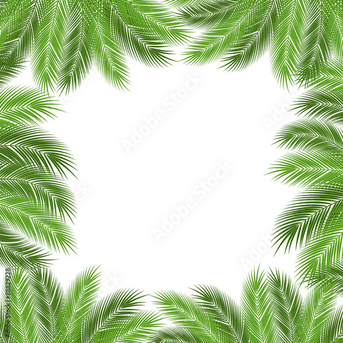 Leaves of palm