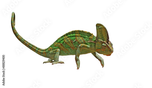 chameleon or calyptratus isolated on white
