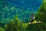 White Stork in Flight