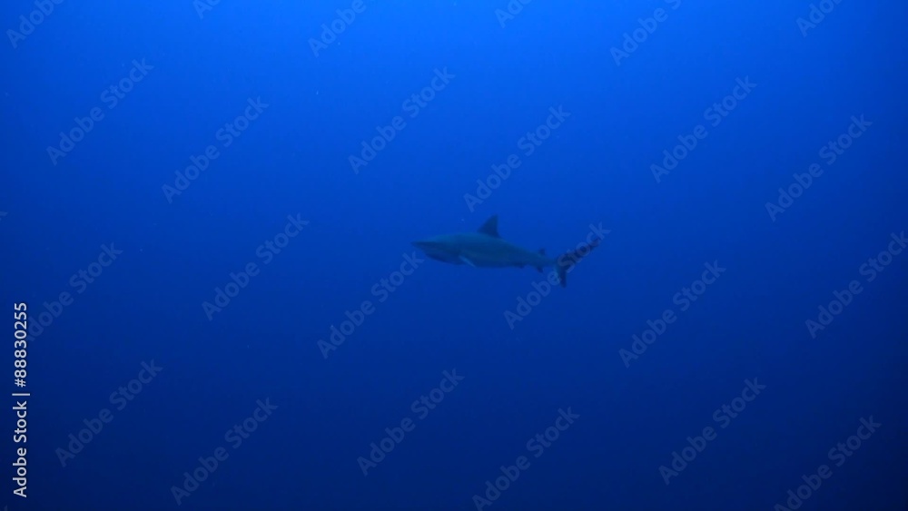 Grey Reef Shark swims in blue water Grey Reef Shark swims in blue water
