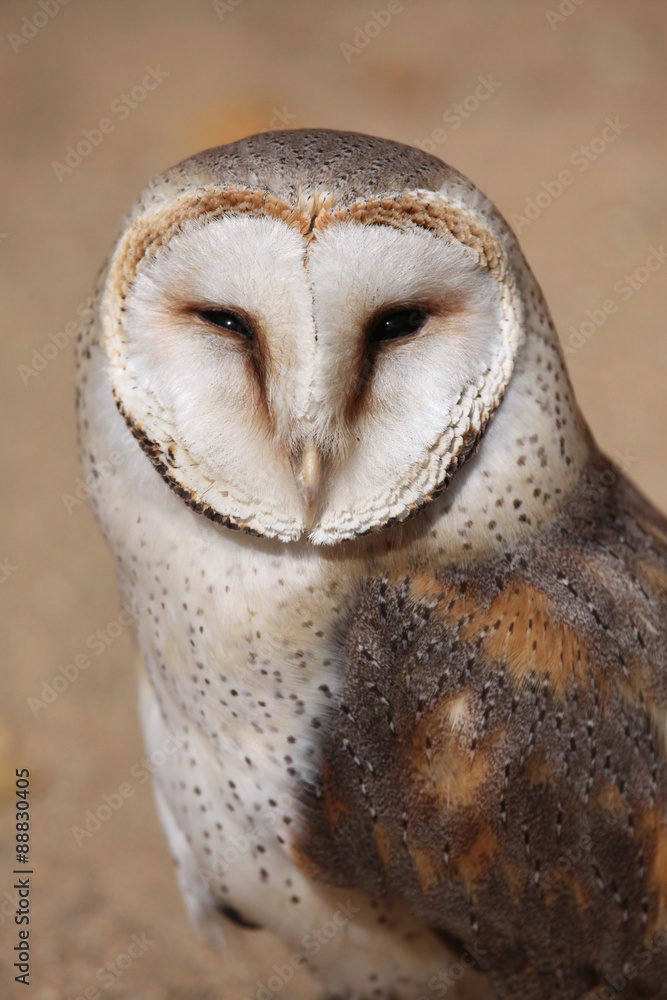 Fototapeta premium Barn owl (Tyto alba).