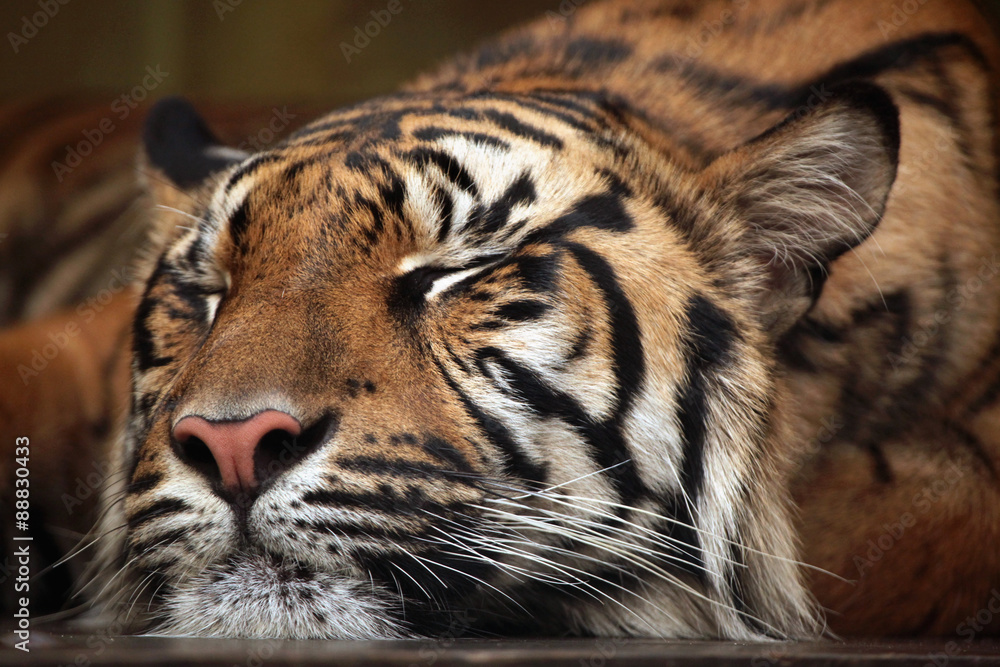 Fototapeta premium Sumatran tiger (Panthera tigris sumatrae).