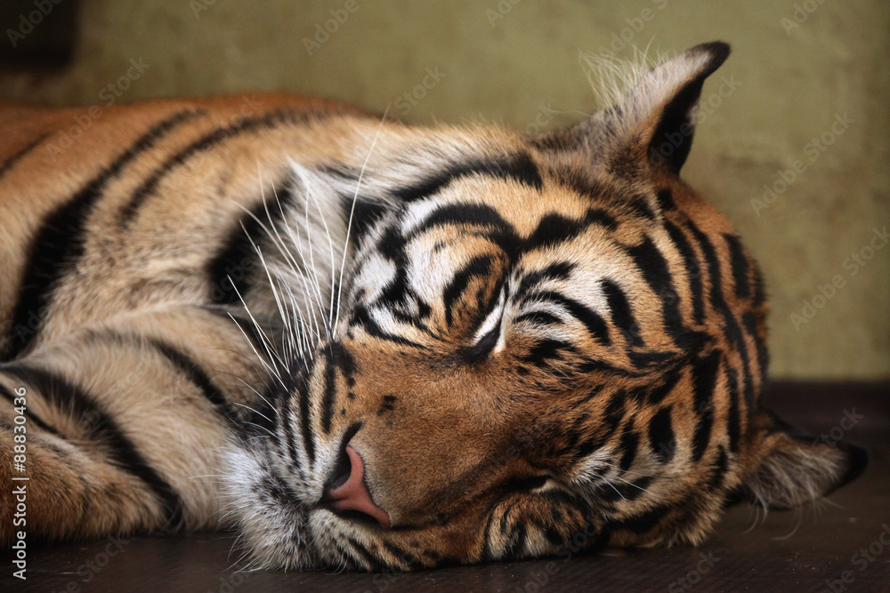 Fototapeta premium Sumatran tiger (Panthera tigris sumatrae).