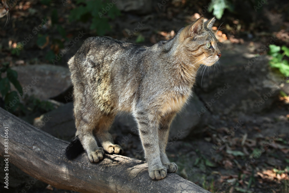 Fototapeta premium European wildcat (Felis silvestris silvestris).