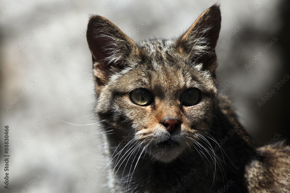 European wildcat (Felis silvestris silvestris). European wildcat (Felis silvestris silvestris).
