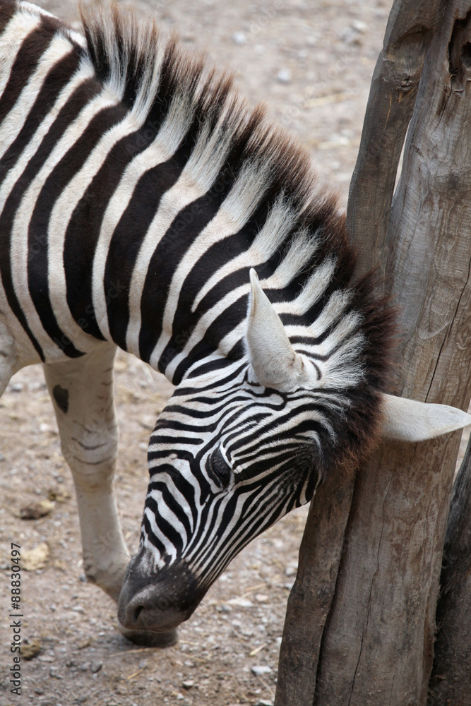 Burchell's zebra (Equus quagga burchellii). Burchell's zebra (Equus quagga burchellii).