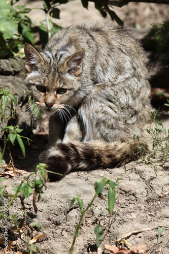 European wildcat (Felis silvestris silvestris). © Vladimir Wrangel