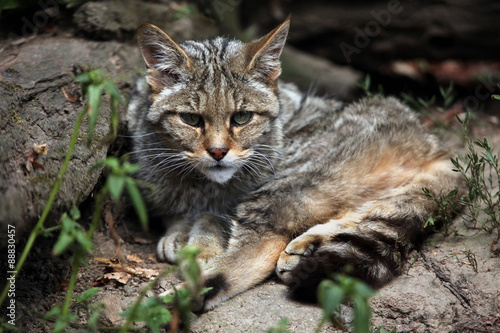 Canvas Print European wildcat (Felis silvestris silvestris).