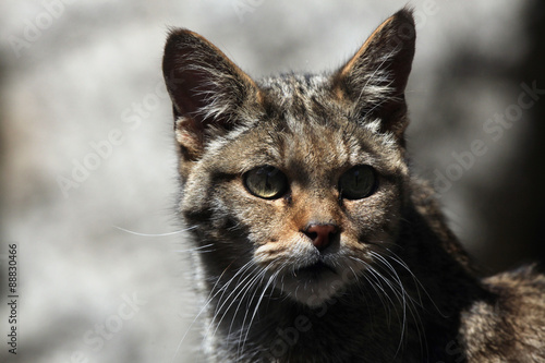 Photography European wildcat (Felis silvestris silvestris).