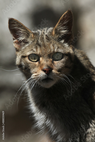 European wildcat (Felis silvestris silvestris). © Vladimir Wrangel