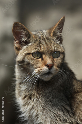 Photography European wildcat (Felis silvestris silvestris).