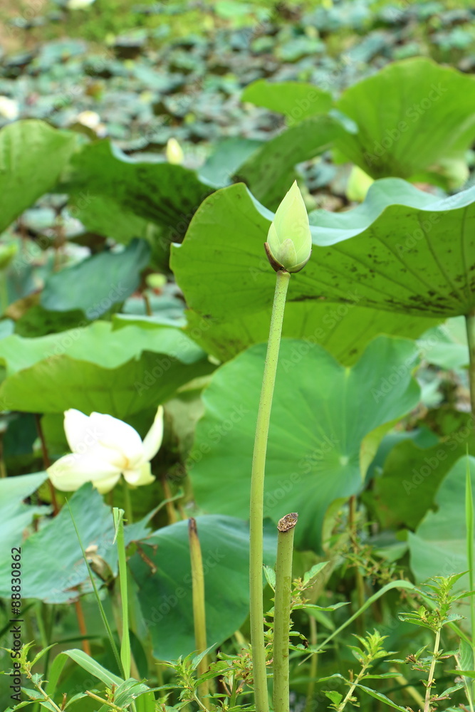 Thai lily flower blooming Thai lily flower blooming