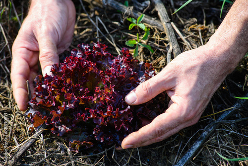 Pianta di Radicchio rosso, sviluppo curare, Agricoltura