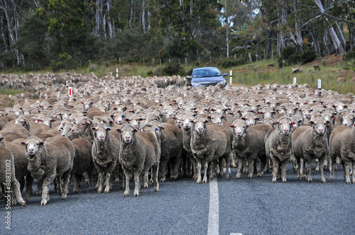 Herd of Sheep on road creating traffic jam photo