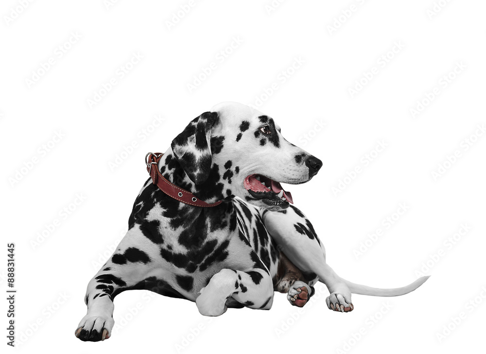 Dalmatian dog lying and looking sideways