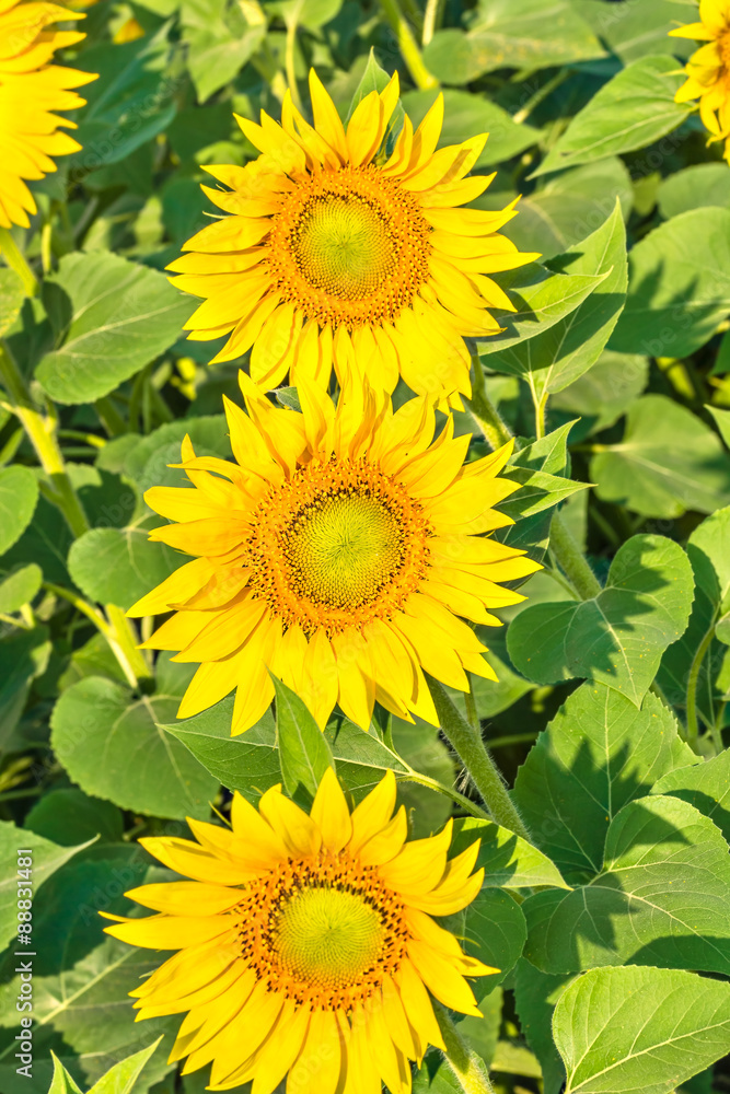 Obraz premium Three yellow flowers of sunflowers