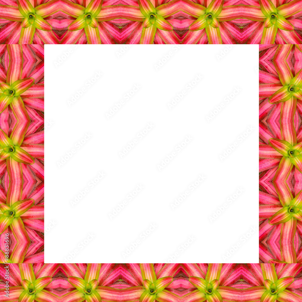 bromeliad frame isolated on white background bromeliad frame isolated on white background