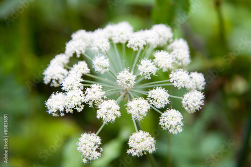 Angelica sylvestris
