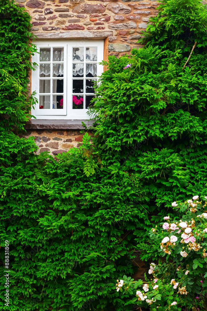 glyzinienumranktes Fenster an einem alten Cottage