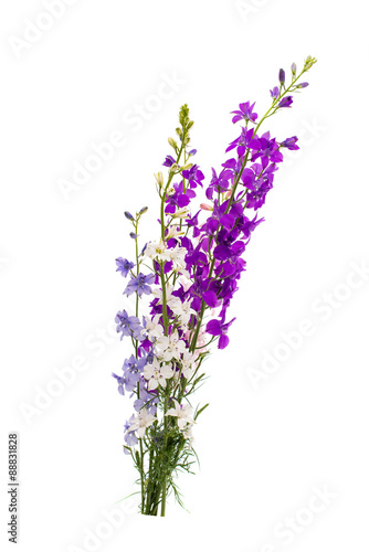 Fototapeta Naklejka Na Ścianę i Meble -  Wild flowers isolated