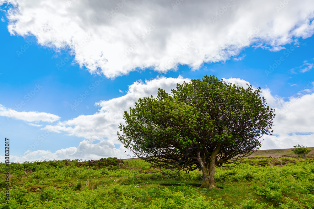 einzelstehender Baum in den Quantock Hills in Somerset, England