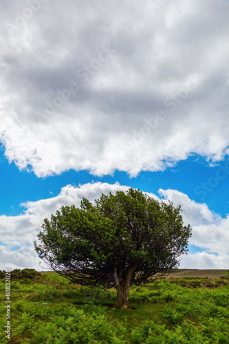 einzelstehender Baum in den Quantock Hills in Somerset, England © Christian Müller