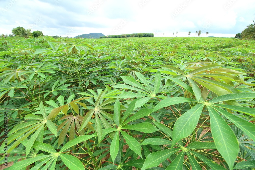 Cassava green field Cassava green field