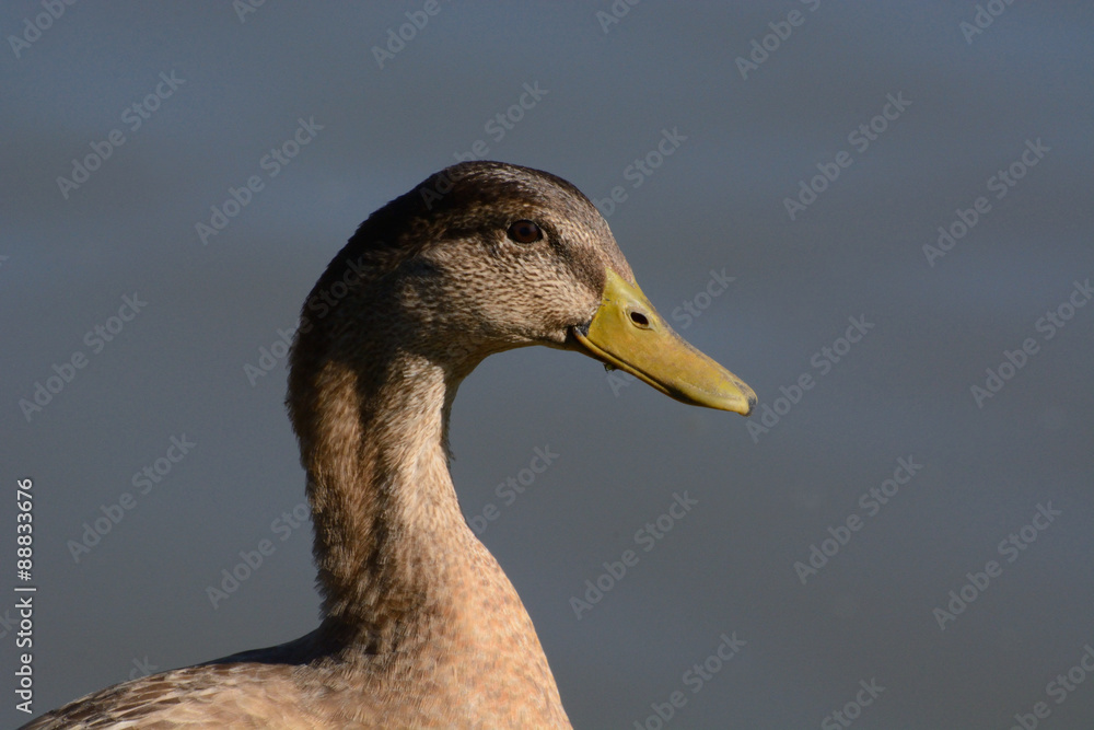 Portrait of Molting Mallard Drake Portrait of Molting Mallard Drake