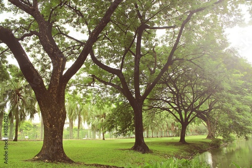 Old trees in the park