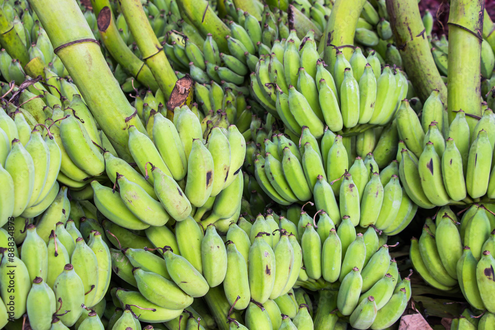 Many green banana in fruit market Many green banana in fruit market