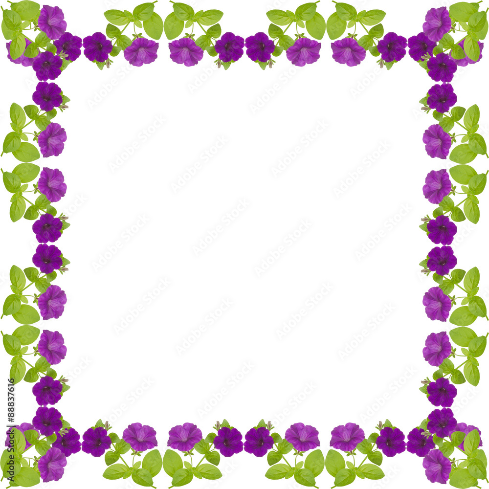 petunia frame isolated on white background