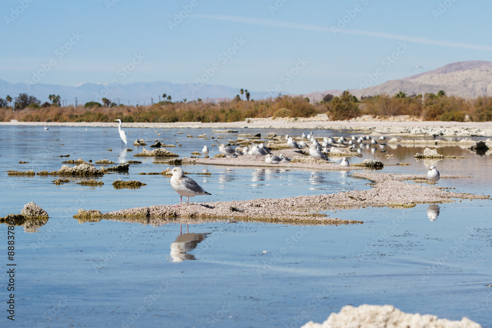 Fototapeta premium Birds in the Salton Sea