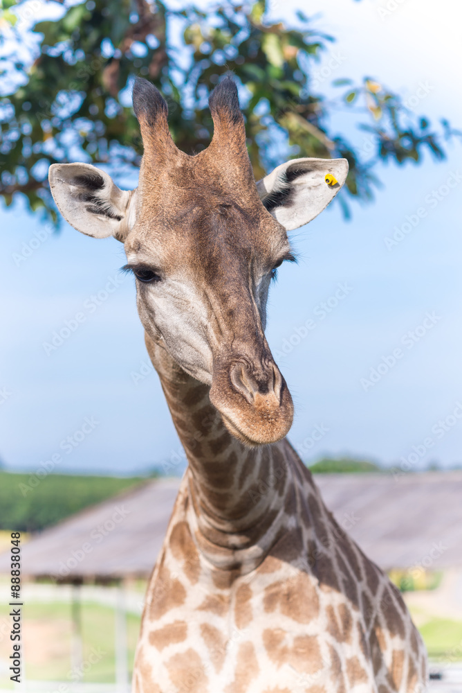Fototapeta premium Close up shot of giraffe head