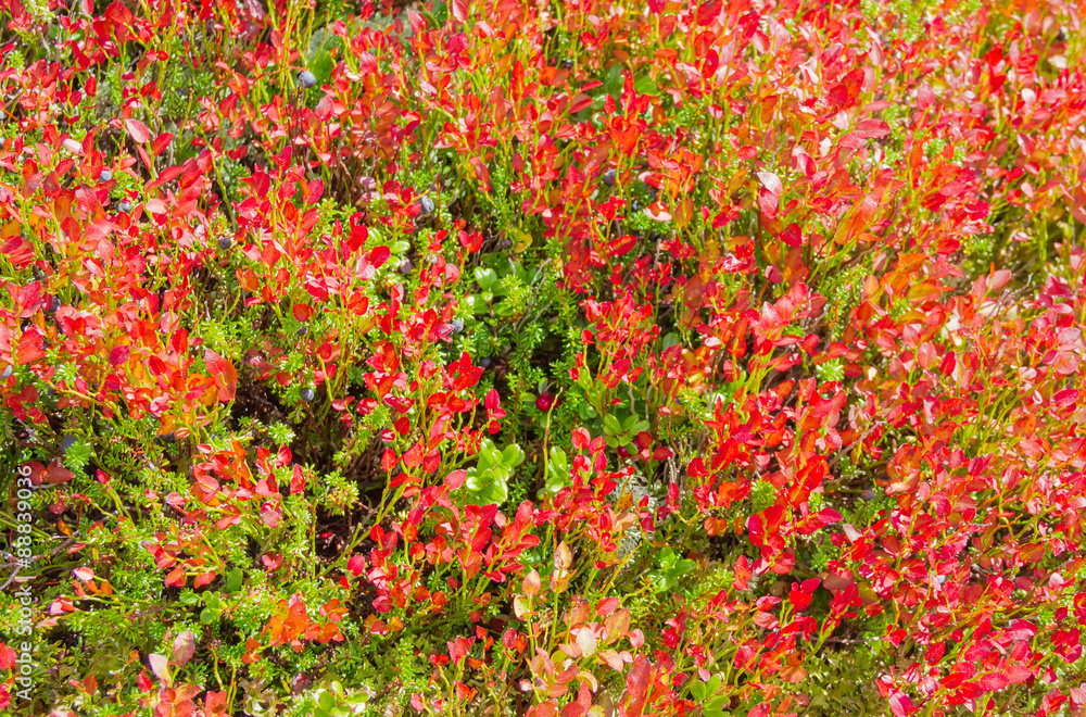 Shrubs of bilberries with red leaves closeup