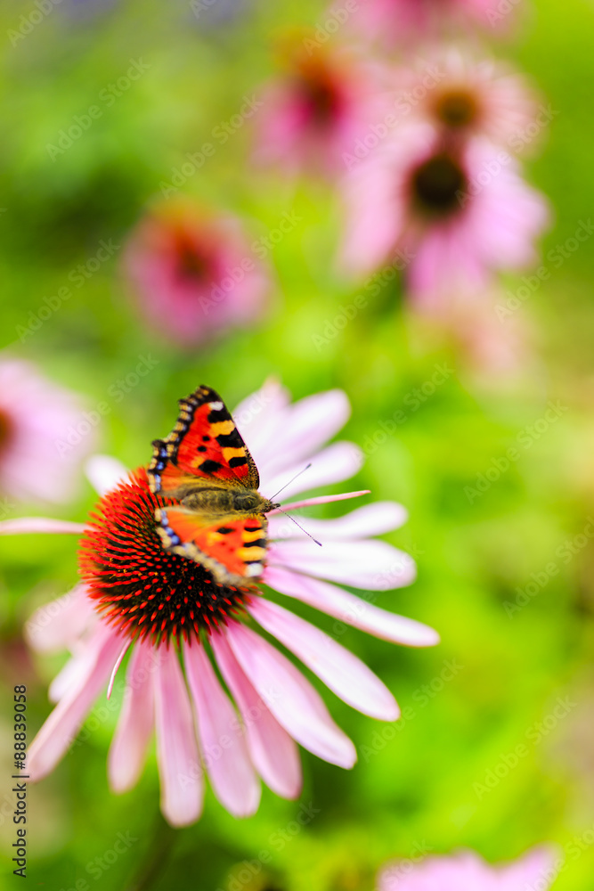 Obraz premium Colorful butterfly on flower purple coneflower (Echinacea)