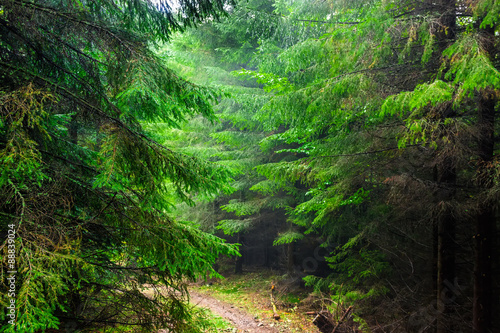 In the Carpathian spruce forest in the rain