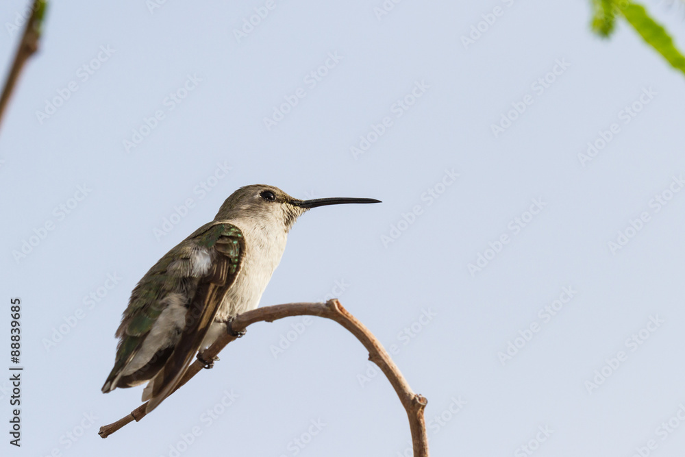 Fototapeta premium Female Black-chinned Hummingbird